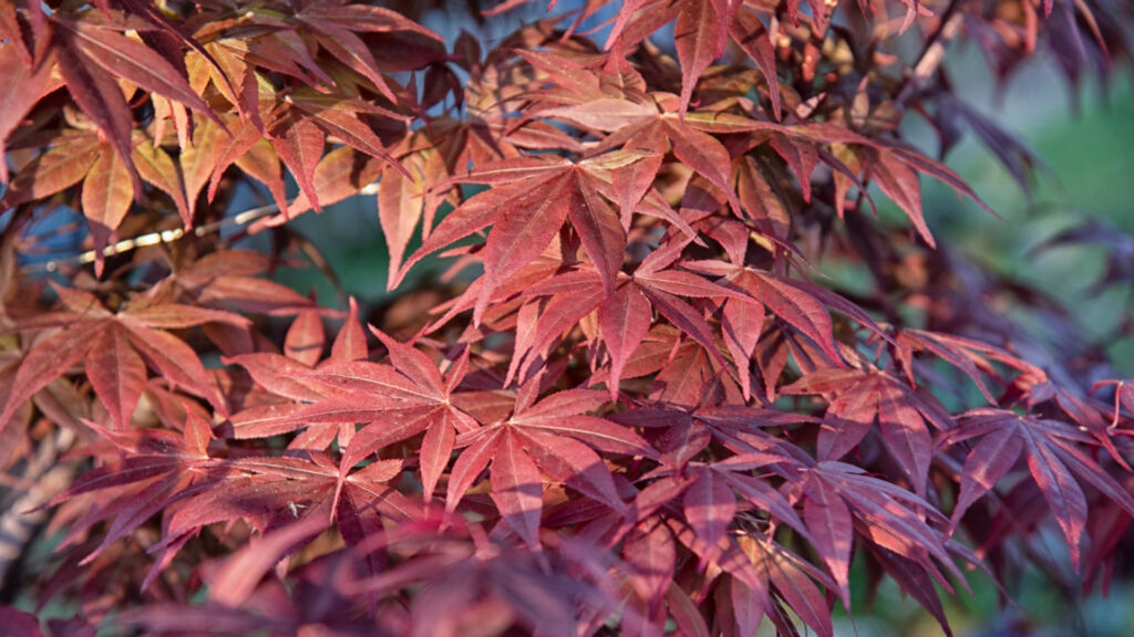 Quel érable du japon choisir pour son jardin ?