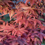Quel érable du japon choisir pour son jardin ?